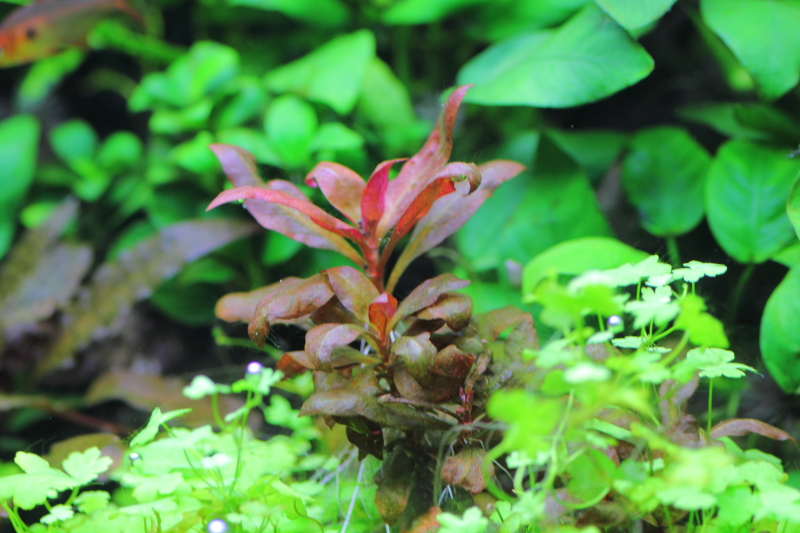 砂利育成　植栽から168日目　アルテルナンテラ　カーディナリス